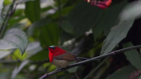 A-crimson-sunbird-perched-on-a-small-branch-in-a-bush-1