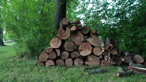 In-the-green-garden-in-front-of-the-big-tree,-a-number-of-firewood-logs-are-stacked-one-on-top-of-the-other-in-the-shape-of-pyramids