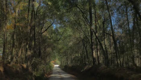 Driving-through-a-forest-on-a-dirt-road-1