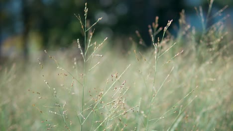 Close-Up-Of-Panicum-Virgatum--Switchgrass-Ornamental-Grass