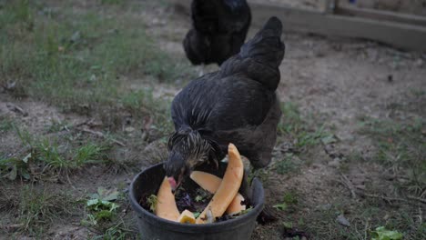 Pollo-Comiendo-Melones-Frente-Al-Gallinero-En-Cámara-Lenta-4k