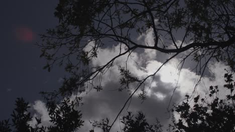 Von-Hinten-Beleuchtete-Bäume-Und-Blätter-Mit-Weichen-Wolken-Im-Hintergrund,-Die-Vorbeirollen,-Um-Die-Sonne-Und-Das-Aufflackern-Zu-Enthüllen