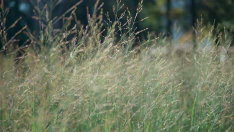 -Switchgrass-Moving-Gently-In-Green-Summer-Meadow---close-up
