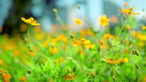 Growing-Yellow-Cosmos-Flowers-In-The-Field---close-up