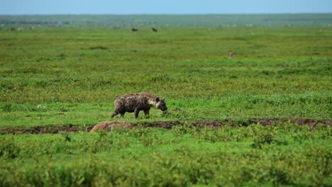 Kameraschwenk-Von-Zwei-Hyänen,-Von-Denen-Eine-Im-Serengeti-Gebiet-Mit-Anderen-Wildtieren-Im-Hintergrund-Spazieren-Geht