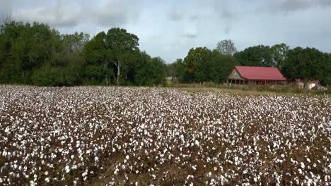 Flying-over-a-cotton-field-in-southern-Alabama-1
