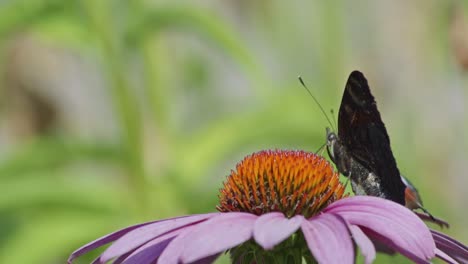 Super-Nahaufnahme-Eines-Schwarzen-Schmetterlings,-Der-Seine-Antennen-In-Den-Eierstock-Einer-Violetten-Und-Orangefarbenen-Blume-Versenkt