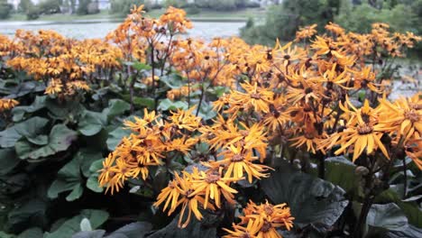 Ligularia-Leopard-golden-ray-flowers-with-yellow-sepals-and-green-leaves-next-to-lake