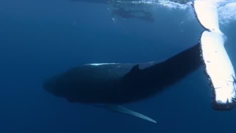 Scuba-diver-photographs-Humpback-Whale-frolicking-near-surface,-French-Polynesia