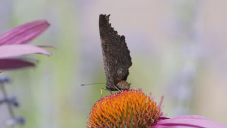 Super-close-up-of-the-back-of-a-black-butterfly-in-a-orange-ovary-of-violet-flower