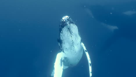 Humpback-Whale-swims-towards-surface-of-French-Polynesian-ocean-to-breathe