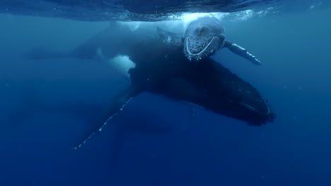 Mother-Humpback-Whale-supports-calf-on-ocean-surface-so-baby-can-breathe