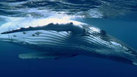 Adult-Humpback-Whale-breathes-at-ocean-surface,-French-Polynesia,-slow-motion