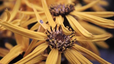 Close-up-Ligularia-Leopard-golden-ray-yellow-flower-with-pollens