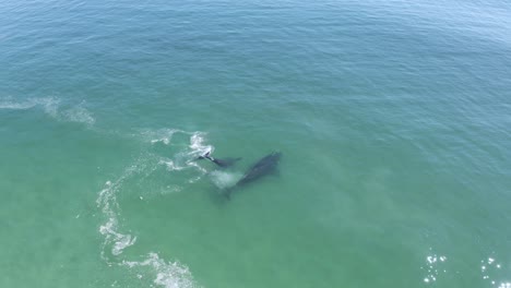Aerial-Southern-Right-Whale-and-her-calf-wading-in-shallow-waters,-wide-to-close-up