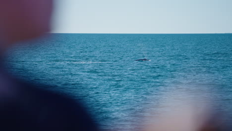 Buckelwal,-Der-über-Dem-Ozean-Auftaucht,-Während-Er-Von-Einem-Walbeobachtungsboot-Betrachtet-Wird,-4k-Zeitlupe