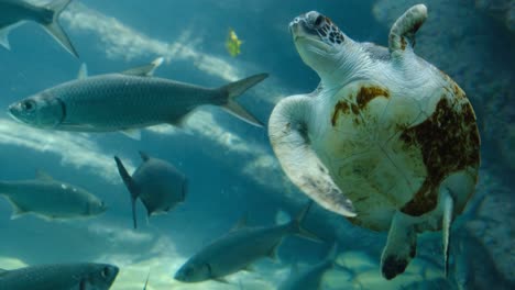 Turtle-swimming-among-a-school-of-fish-inside-a-giant-tank-in-an-aquarium,-marine-life-background-concept