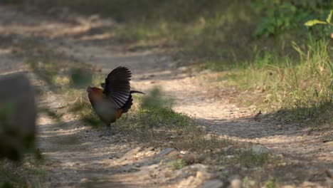 A-jungle-fowl-walking-across-a-dirt-road-in-the-Chitwan-National-Park-in-Nepal