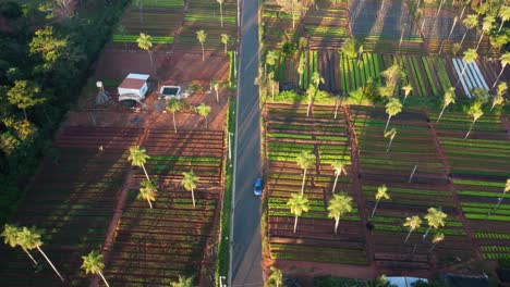 Overtake-Shot-Of-Beautiful-Agricultural-Fields,-Crops-Of-Lettuce,-Parsley,-Carrots,-Swiss-Chard-in-Paraguay