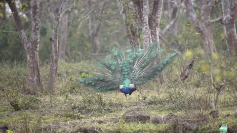 A-peacock-with-its-tail-spread-in-the-jungle-of-the-Chitwan-National-Park-in-Nepal