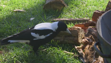 Australian-magpie-eating-a-witchetty-grub-from-a-rotted-tree-log