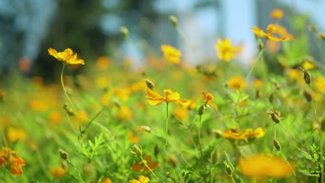 Yellow-Cosmos-Flower-Field-In-Summer---close-up