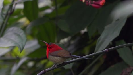 A-crimson-sunbird-perched-on-a-small-branch-in-a-bush