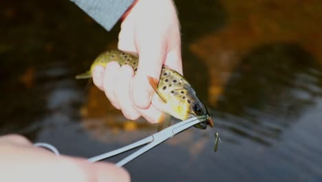 Close-up-Shot-Of-A-Small-Metal-Lure-being-Taken-Out-Of-A-Brown-Trouts-Mouth-With-Forceps-In-The-Fisherman's-Hand