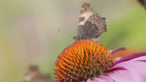 Super-Nahaufnahme-Von-2-Schmetterlingen-Auf-Einer-Blume,-Von-Denen-Einer-Fliegt-Und-Bunte-Orangefarbene-Flügel-Zeigt