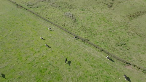 Aerial-Shot-Of-A-Heard-Of-Cows-Eating-Grass-Peacefully-In-A-Field-With-Gimbal-Pan-Down