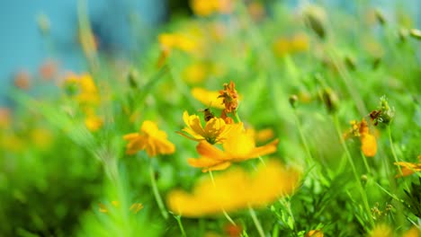 Honey-Bee-On-Yellow-Cosmos-Flower-In-The-Field---selective-focus