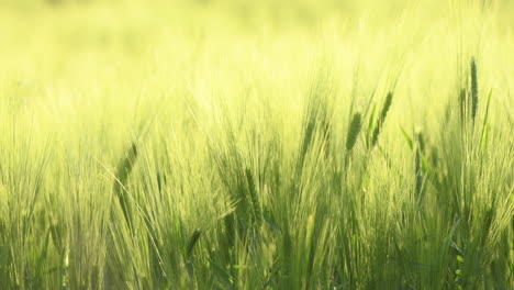 Green-unripe-barley-crop-ears-on-plantation-in-summer-sunset