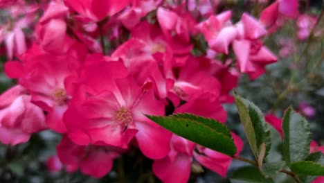 Rosa-Moschata-Gartenrose-Mit-Grünen-Blättern