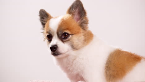 Chihuahua-Reinrassige-Hundedetails-Auf-Neutralem-Hintergrund-Mit-Kopierraum-1