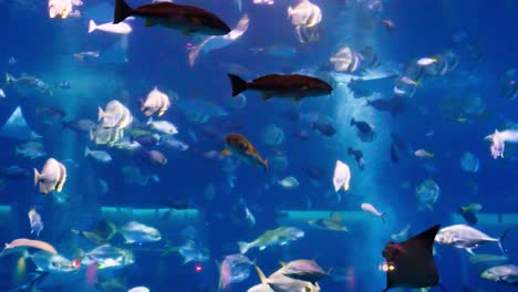 Stachelrochen-Sind-Eine-Gruppe-Von-Seerochen,-Knorpelfische,-Die-Mit-Haien-Verwandt-Sind-Und-Zusammen-Mit-Anderen-Fischen-Im-Aquarium-Von-Singapur-Schwimmen-1