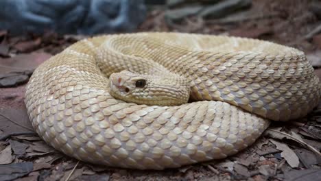 Bothrops-insularis-snake,-known-as-the-Golden-lancehead
