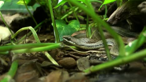 Chironius-exoletus-snake,-aka-Linnaeus-Sipo-or-vine-snake,-crawling-on-the-ground