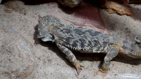 Pogona-or-bearded-dragon-lizard-in-captivity
