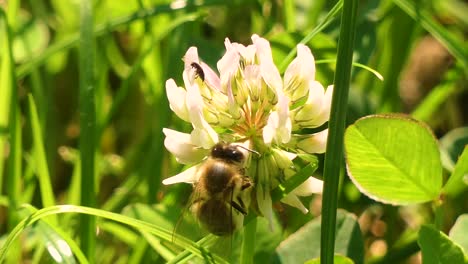 Nahaufnahmen-Einer-Biene,-Die-Nektar-Von-Einer-Blume-Sammelt