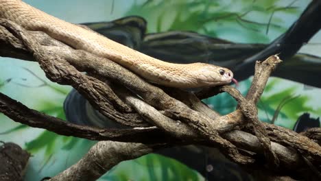 Monocled-Cobra,-Naja-Kaouthia,-Auch-Monocellate-Cobra-Genannt,-In-Gefangenschaft