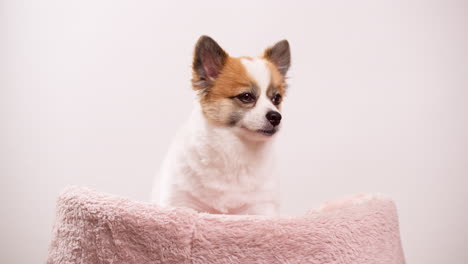 Nahaufnahme-Eines-Glücklichen-Kleinen-Hundes,-Eines-Welpen,-Der-Auf-Einem-Rosa-Teppich-Mit-Einer-Rosa-Wand-Im-Hintergrund-Liegt-1