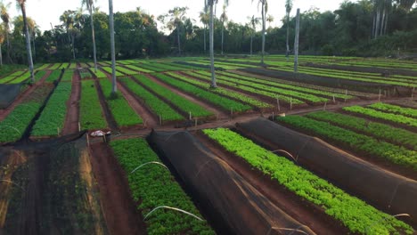 Overtake-Shot-Of-Organic-Vegetable-Plantation-In-Ita-City,-Green-Landscape,-Paraguay