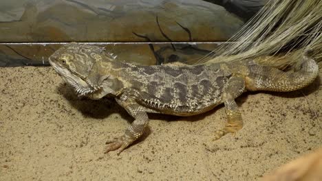 Pogona-or-bearded-dragon-lizard-in-captivity-1