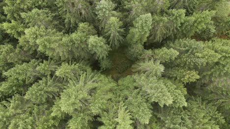 Aerial-view-of-a-hole-in-the-middle-of-the-norwegian-forest-of-fir-trees