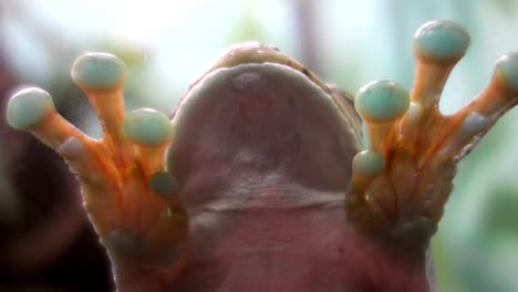 Lower-body-of-an-Ocellated-Treefrog,-fixed-to-the-glass-by-the-sticky-paws