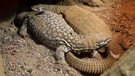 Spiny-tailed-monitor,-aka-ridge-tailed,-Australian-species-of-lizard