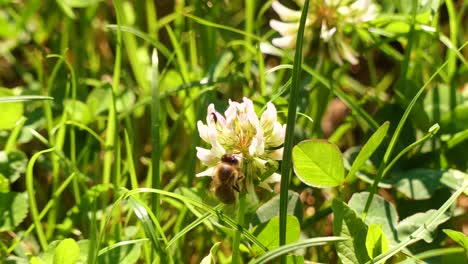 Eine-Biene-Sammelt-Nektar-Von-Einer-Kleeblume-Auf-Der-Wiese