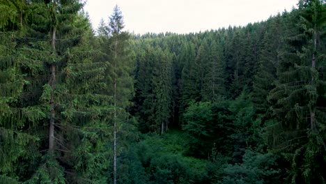 Evergreen-pine-tree-forest-in-Germany