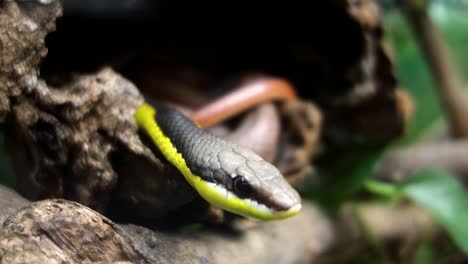 Miranda-Green-Racer-snake,-Philodryas-mattogrossensis,-in-captivity