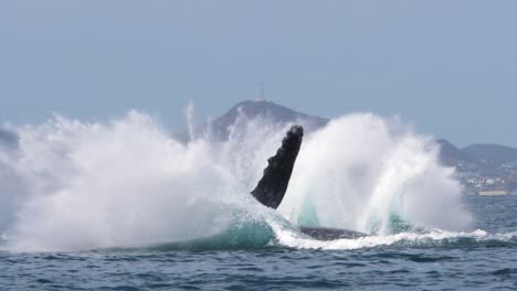 Close-up-of-a-giant-Humpback-Whale-jumping-out-of-the-water-and-making-a-big-splash-with-land-in-the-background